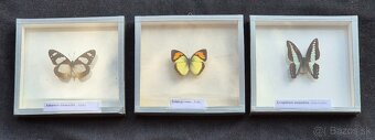 Predám zbierku motýľov - 6