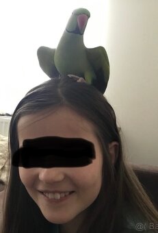 Alexander Malý kľudný krotký. - 6