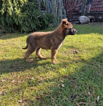 Belgický ovčiak- Malinois - 6