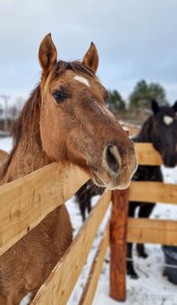 American quarter horse/ aqh - 6