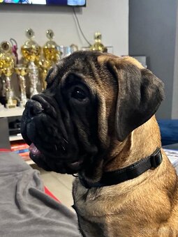 Bullmastiff Steniatko - 6