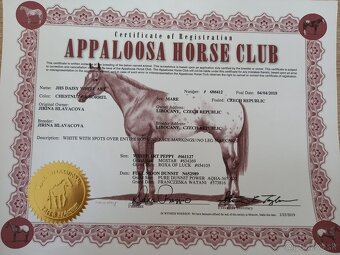 Appaloosa klisna - 6