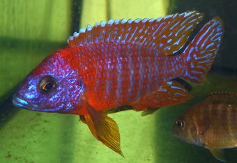 AFRICKÉ CICHLIDY dovoz 9.11 RK-BB - 6