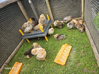 Predám nasadové vajíčka araucana - 6