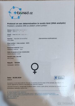 Papagáj červenokrídly - 6