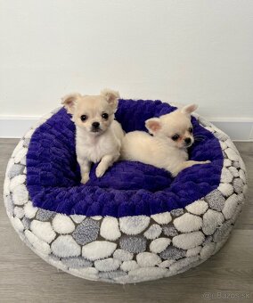 Šteniatka čivava chlapci - 6