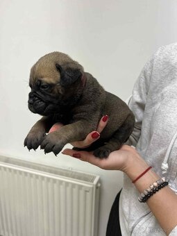 Bullmastiff s PP - 6