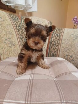 Yorkshire terrier - 6