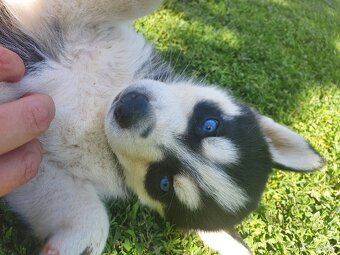 Šteniatka sibirský husky - 6