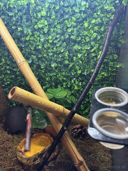terarium + pagekon riasnaty - 6
