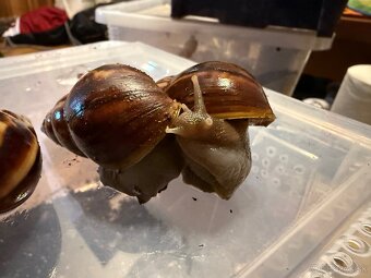 Slimák, Lissachatina Fulica - 6