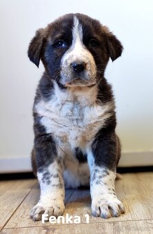 Stredoazijsky ovčiak - 6