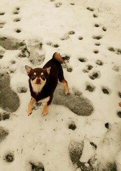 Čivava čokoládová  ‐    fenka - 6