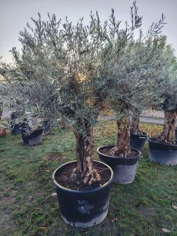 Olivovník europea - 6
