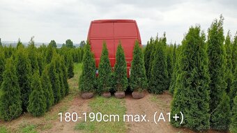 Tuja Smaragd, vavrínovec, červienka - Námestovo - 6