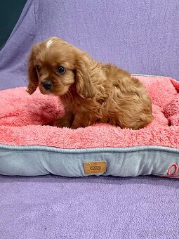 Cavalier King Charles Spaniel - fenka ruby - PP(FCI) - 6