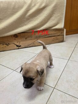 Darujem šteniatka - 6