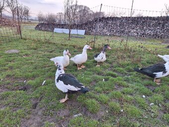 Predám pižmové (čínske) kačice / káčerov - 6