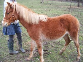 Welsh Pony A/SŠP - 6
