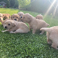 Zlatý retriever x labrador šteniatka - 6