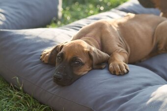 Rhodesian Ridgeback šteniatka s PP IHNEĎ K ODBERU - 6