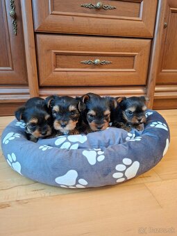 Yorkshirsky terier York - 6