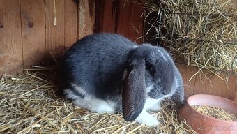 Francúzsky baran - 6