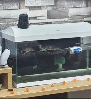 Vodné korytnačky - 6