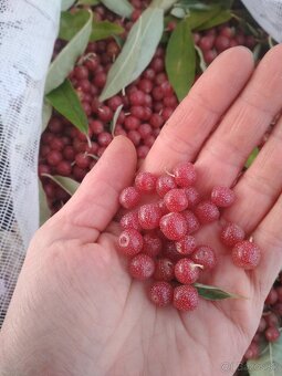 Hlošina okolikatá  /Elaeagnus umbellata/ - 6