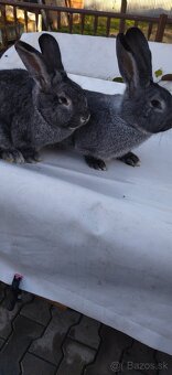 Činčila veľká - 6