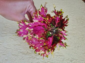 Koleus - africká žihľava (Coleus), semena, řízky - 6