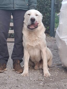 Stredoázijský ovčiak - 6