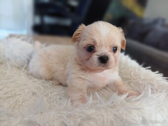 Tibetskỳ spaniel - 6