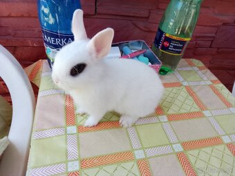 Zdrobneny hotocky králik - 6