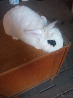 Zakrsle zajačiky - 6