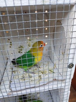 Predám agapornis - 6