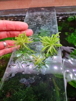 Rastlinky do akvária - 6