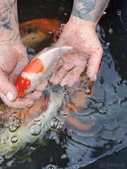 koi kapre - 6