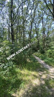 Lestnatý porast 5862 m2, Včelárska paseka, Vyšné Opátske - 6