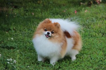 Pomeranian - 6