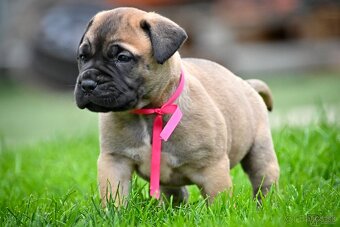 Bullmastiff, Bullmastif, Bulmastif štěňátka s PP - 6
