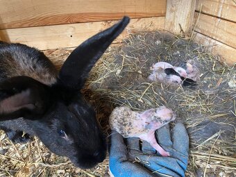 Hyla pripustená Dalmatinským rexom ČŽ - 6