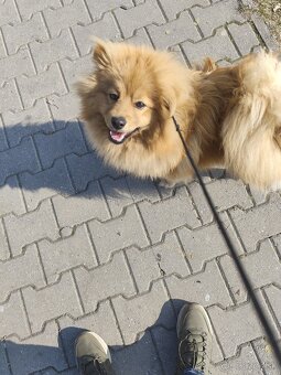 Pomeranian nemecký špic mix. - 6
