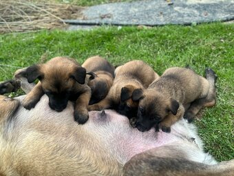 Belgický ovčiak-Malinois - 6