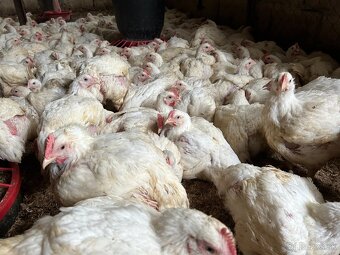 Sliepky Mládky Nosnice Lohman - 6