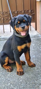 Steniatka rottweilera,rotvajlera,rtw,rotty s PP - 6