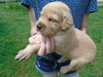 Zlatý retriever šteniatka - 6