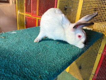 Zajace na predaj - 6