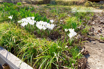 Záhrada s chatkou (363 m2) sídl. Mier Spišská Nová Ves - 6
