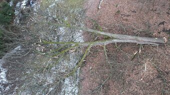 Predám dosku na krájanie / Denko, Lopár 15 /. - 6